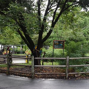 [July 2022] Tier Garten- macaw (Ara spp.) exhibit