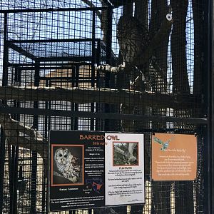 Barred Owl Exhibit