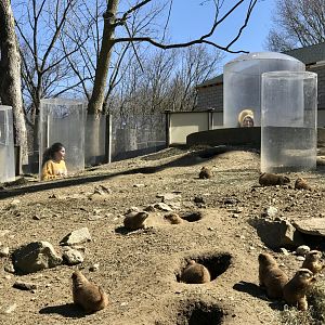 Black-tailed Prairie Dogs