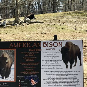 Plains Bison Exhibit