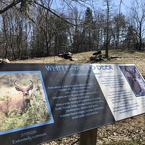 Whitetail Deer Information Sign