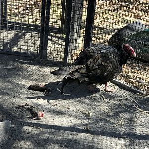 Turkey Vulture