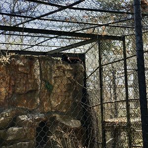 Amur Leopard Exhibit