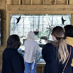 Amur Leopard Viewing