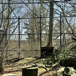 Amur Leopard Exhibit