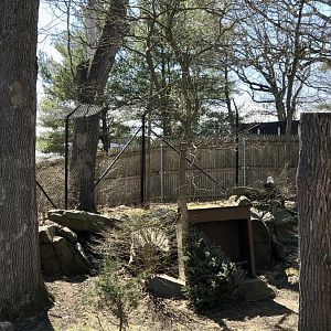 American Bald Eagle Exhibit