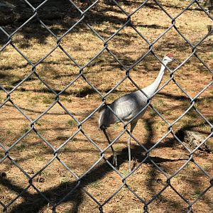 Sandhill Crane