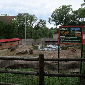 [July 2022] Tier Garten- dromedary camel (Camelus dromedarius)