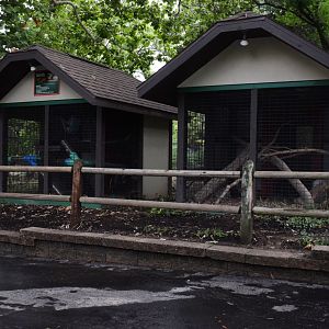 [July 2022] Tier Garten- ferret (Mustela furo) and chicken (Gallus domesticus)