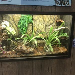 Zoo Center - Anthony’s Poison Dart Frog Terrarium