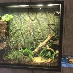 Zoo Center - Solomon Islands Leaf Frog Terrarium