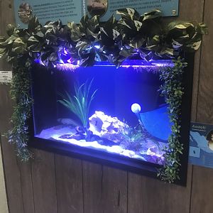 Zoo Center - Axolotl Terrarium