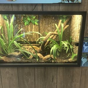 Zoo Center - Bumblebee Poison Dart Frog/ Green & Black Poison Dart Frog Terrarium