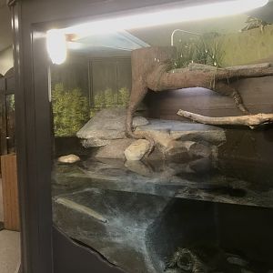 Zoo Center - Repainted Common Snapping Turtle Exhibit