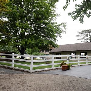 [July 2022] Tier Garten- domestic cattle (Bos taurus) yard