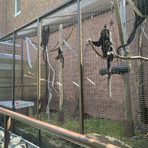 Zoo Center - Outdoor Black-Created Mangabey Exhibit