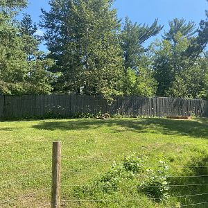 Australia & Oceania - Red Kangaroo/Bennet’s Red-Necked Wallaby Exhibit