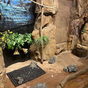 Australia & Oceania - Laughing Kookaburra/Green Iguana Exhibit