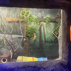 Budgerigar/ Brush-Tailed Bettong Exhibit