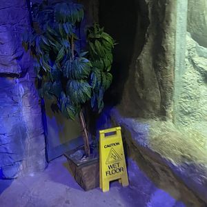 Former Spot of White’s Treefrog Terrarium