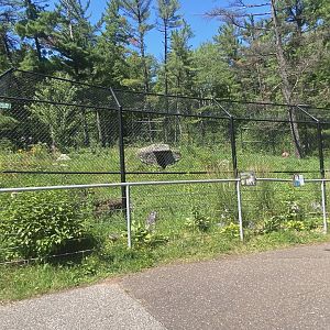 Bear Country - Grey Wolf Exhibit