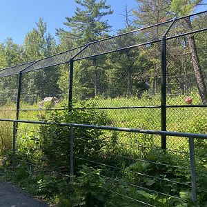Bear County - Grey Wolf Exhibit