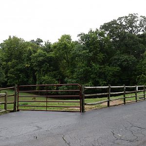 [July 2022] Tier Garten- Alpaca (Lama pacos) yard on north side of path