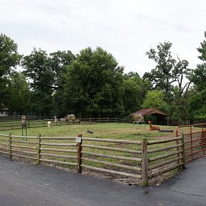 [July 2022] Tier Garten- alpaca (Lama pacos) yard on south side of path
