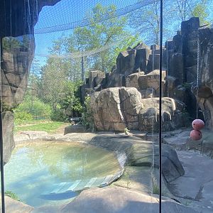 Bear County - Cougar Exhibit