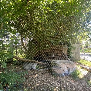 Asian Caravan - Siberian Lynx Exhibit