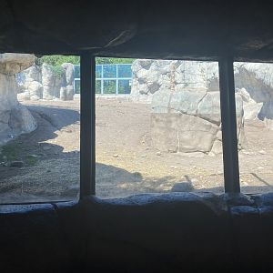 Bear County - Underground View of Alaskan Brown Bear Exhibit