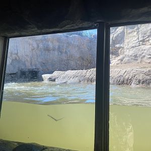 Bear County - Underwater View of Alaskan Brown Bear Exhibit