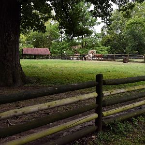 [July 2022] Tier Garten- llama (Lama glama) yard