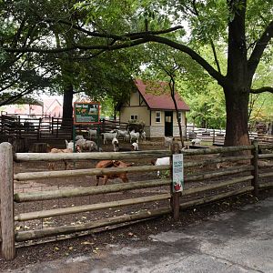 [July 2022] Tier Garten- Boer goat (Capra hircus) yard