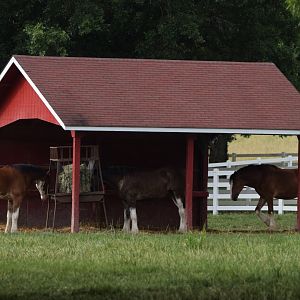 [July 2022] Clydesdale Corner- Clydesdale (Equus ferus caballus) shelter and trough