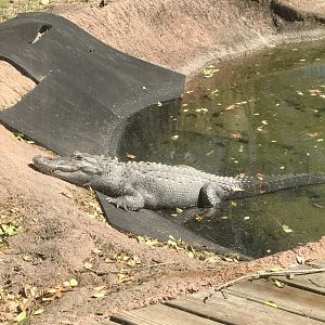 American Alligator