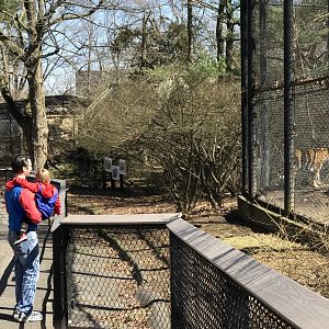 Amur Tiger Exhibit