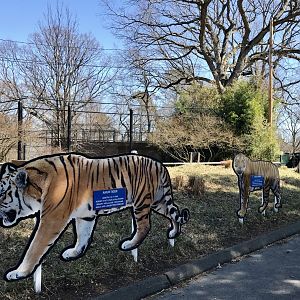 Tiger Placards comparing Amur, Bengal, and Sumatran Tigers