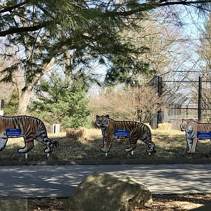Tiger Placards