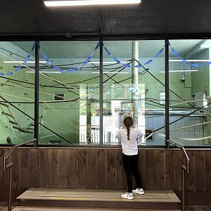 Black-handed Spider Monkey Exhibit
