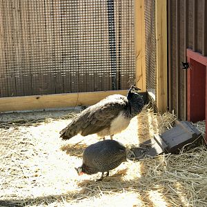 Peafowl and Guinea Fowl
