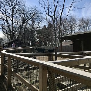 Dexter Cattle Exhibit