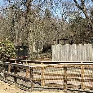 Service Access to Bison Exhibit