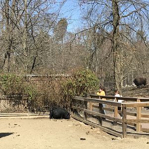 Guinea Hog and Bison