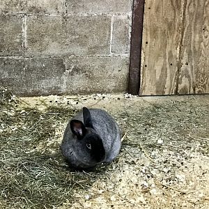 Domestic Rabbit