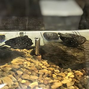 Spotted Turtles