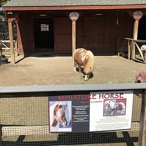 Miniature Horse Exhibit