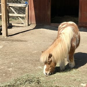 Miniature Horse
