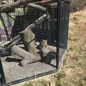 Great Horned Owl Exhibit