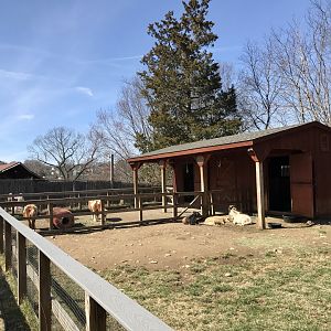 Domestic Horse and Goat Exhibits